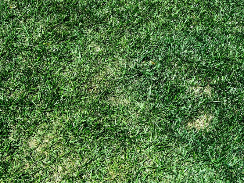 Текстура травы для скетчап