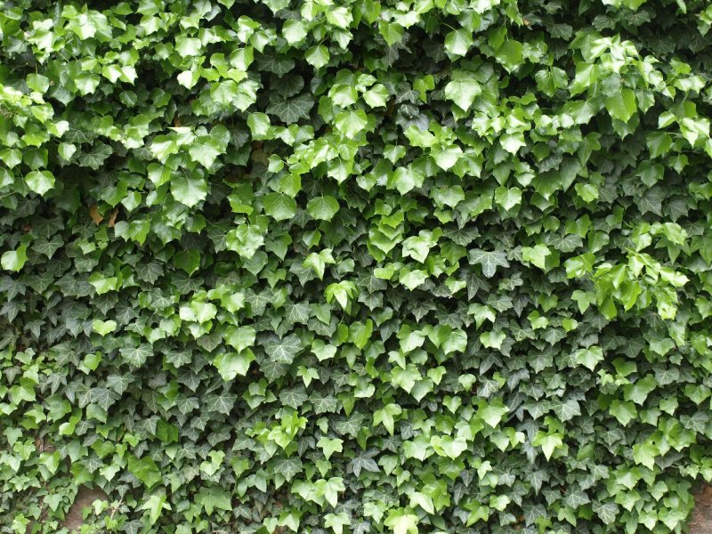 Плющ газонный