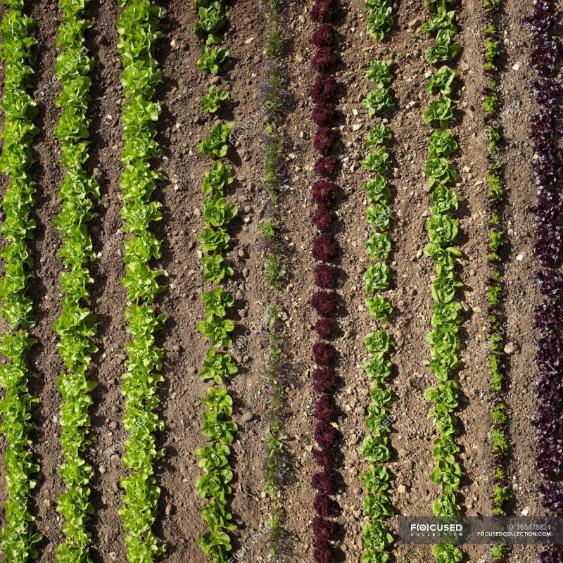 Огород вид сверху