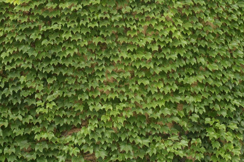 Плющ изгородь