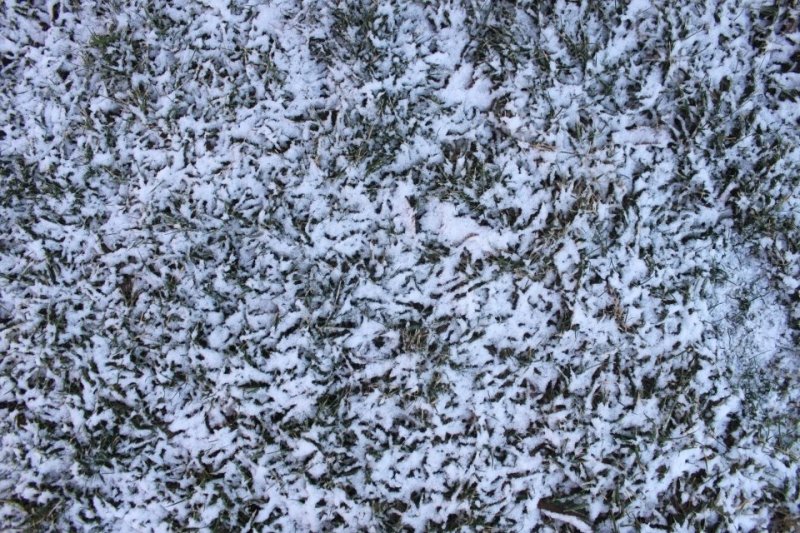 Текстура травы со снегом