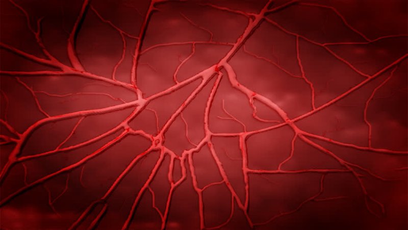Кровеносные сосуды текстура