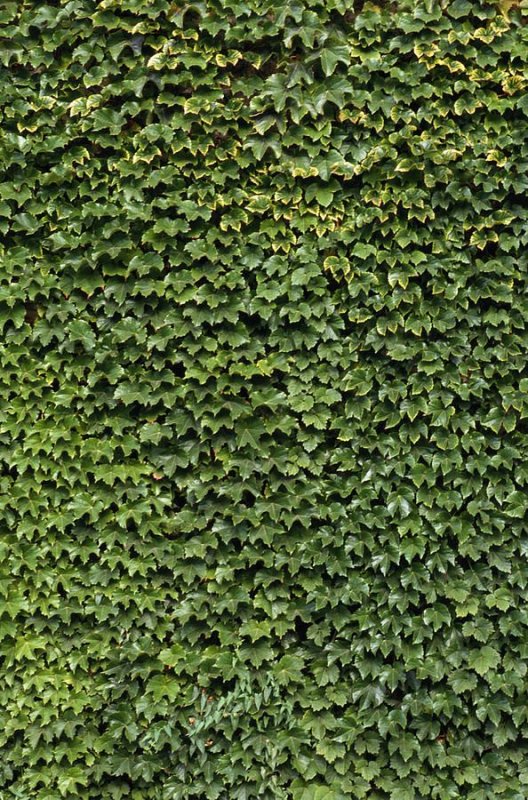 Плющ кустарник