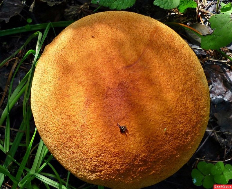 Шляпка гриба сверху