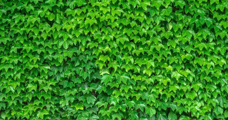 Виноград девичий-плющ обыкновенный