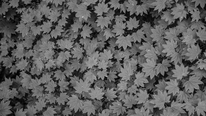 Текстура листвы