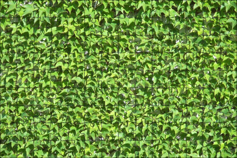 Плющ вечнозеленый (Hedera).