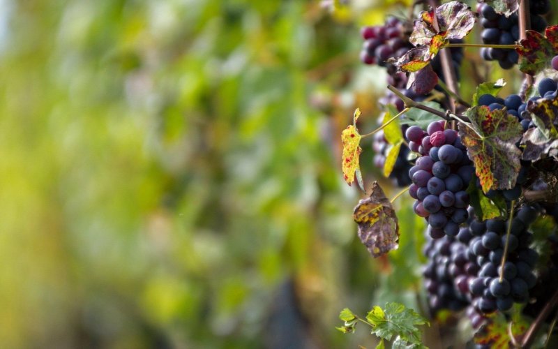 Виноградная лоза