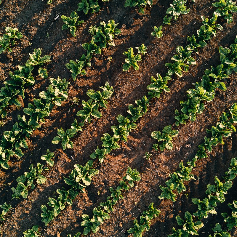 Грядки вид сверху