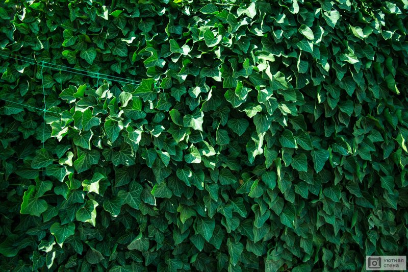 Плющ вечнозеленый (Hedera).