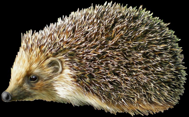 Ежик на белом фоне