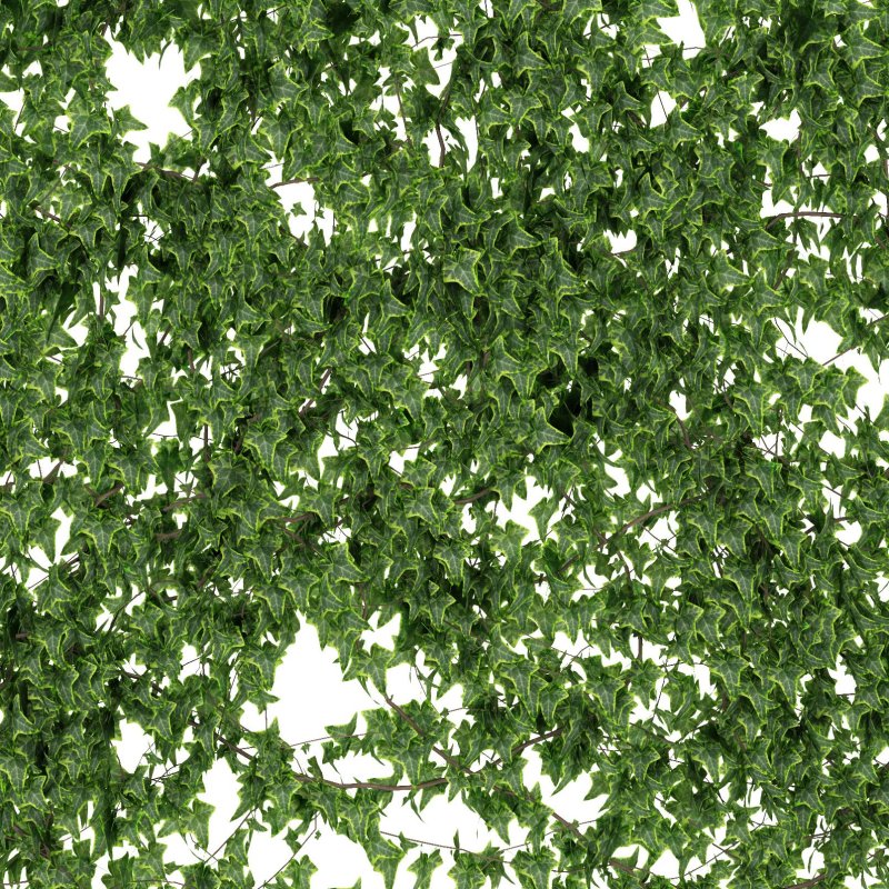 Плющ Элегантиссима