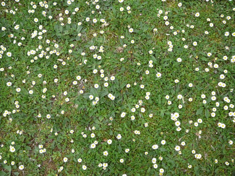 Газон с мелкими цветочками