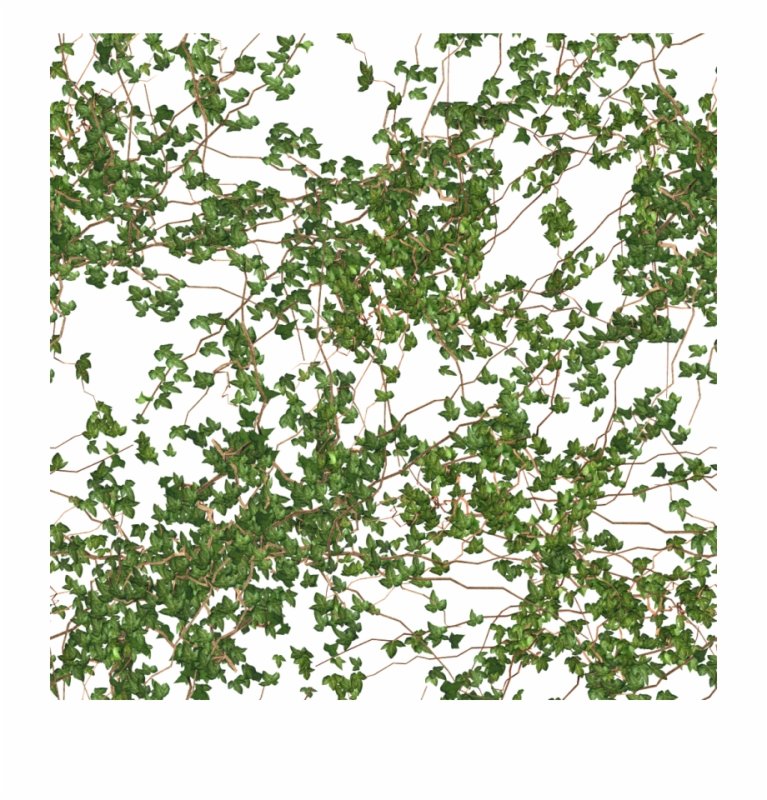 Вьюны вьющиеся растения плющ