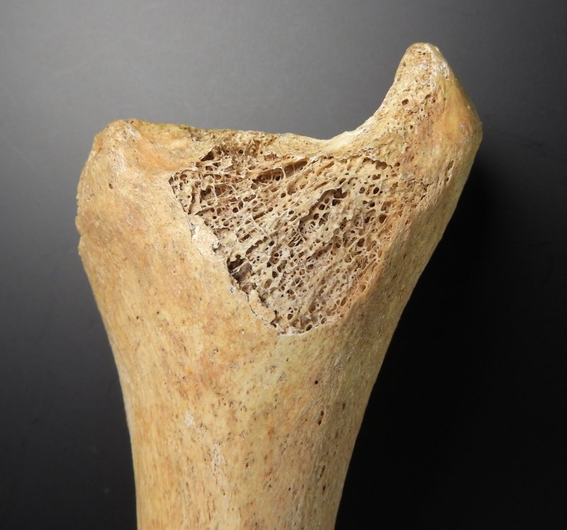 Кость материал