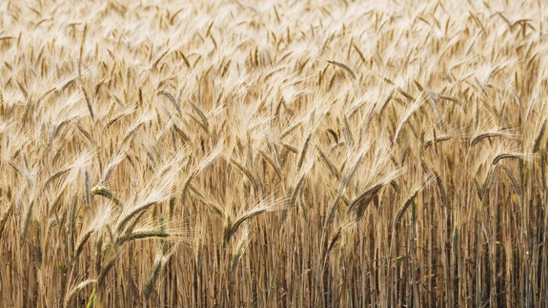 Пшеница текстура