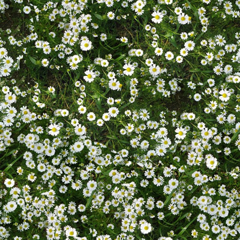 Текстура цветочный газон