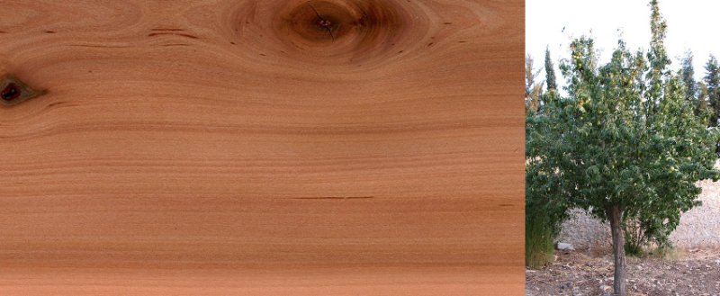 Древесина груши