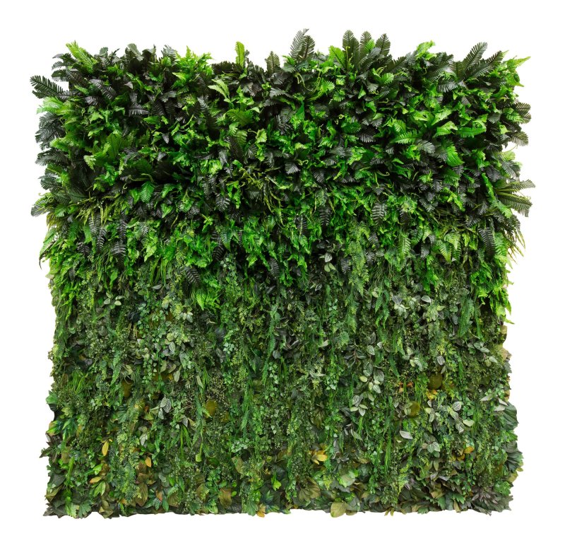 Фитостена плющ