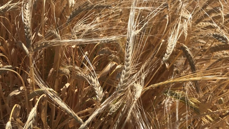 Пшеница текстура
