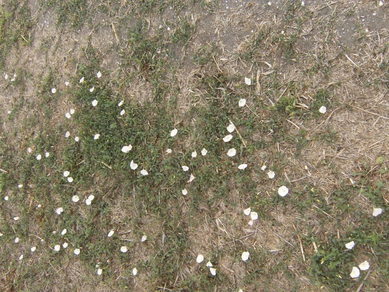 Газон текстура