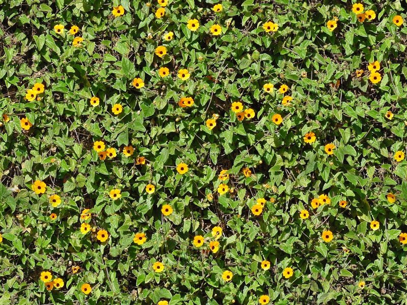 Трава сверху