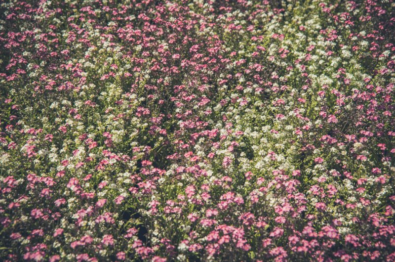 Маргаритка почвопокровная