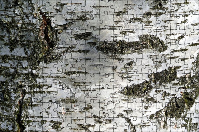 Ствол березы