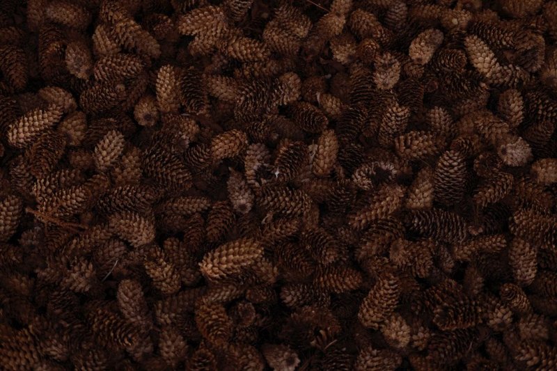 Текстура шишки