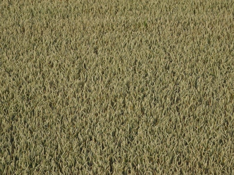 Поле вид сверху