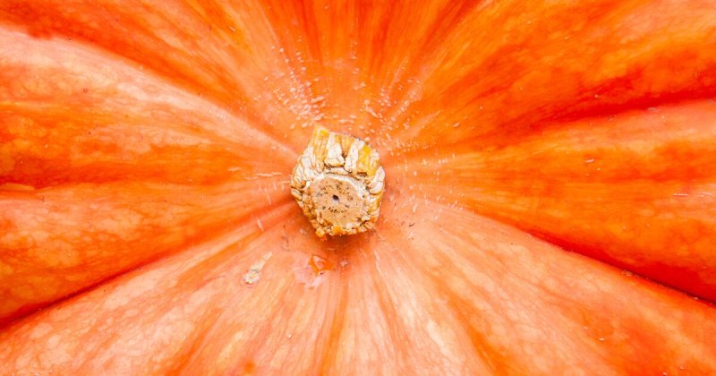 Текстура тыквы