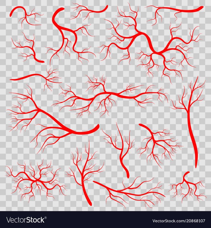 Сосуд на прозрачном фоне