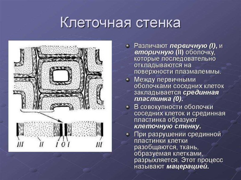 Срединная пластинка клеточной стенки