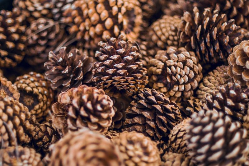 Пиния шишки