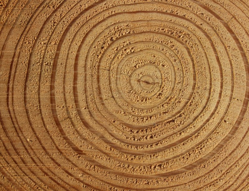 Годичные кольца секвойи