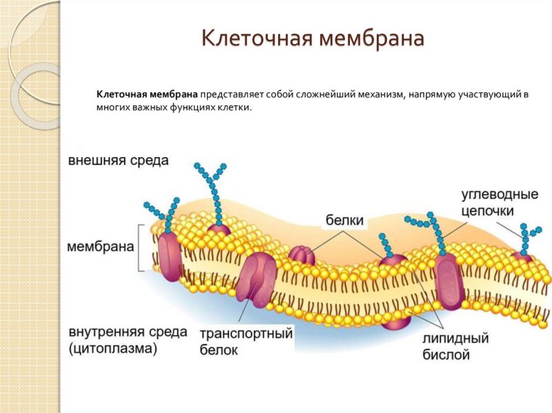 Клеточная плазматическая мембрана