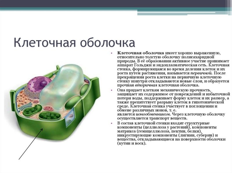 Модель строения растительной клеточной оболочки