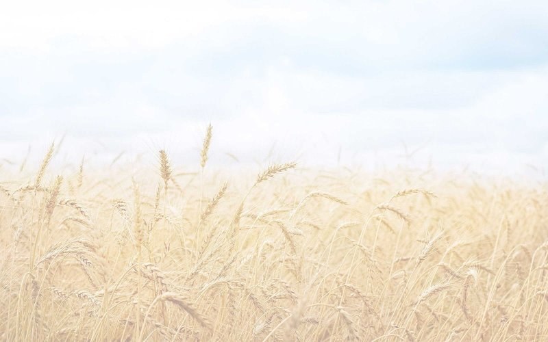 Поле пшеницы