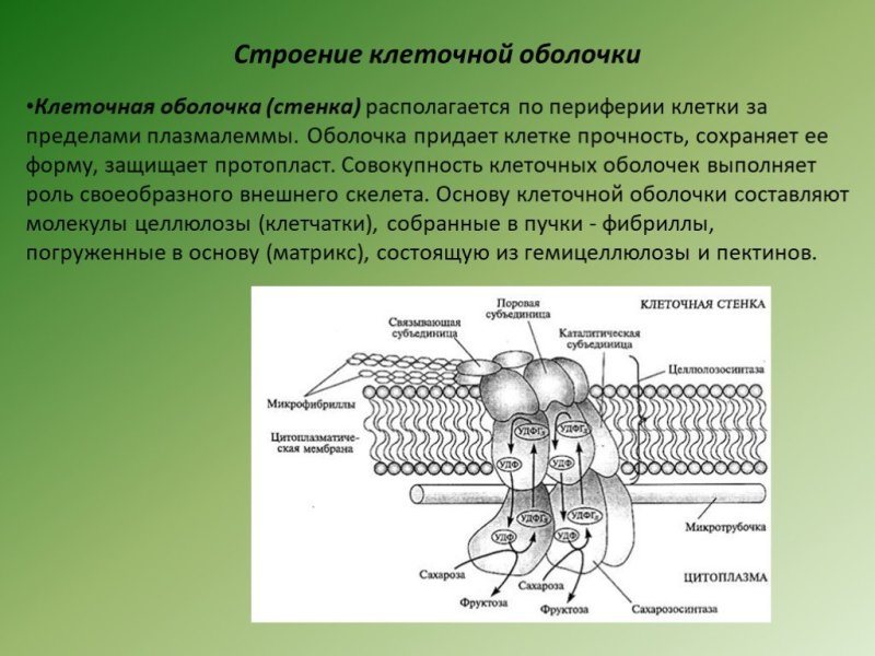 Структура мембранной оболочки