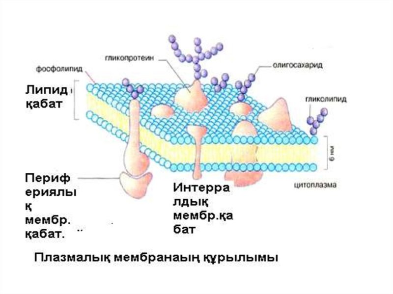Состав мембраны клеток