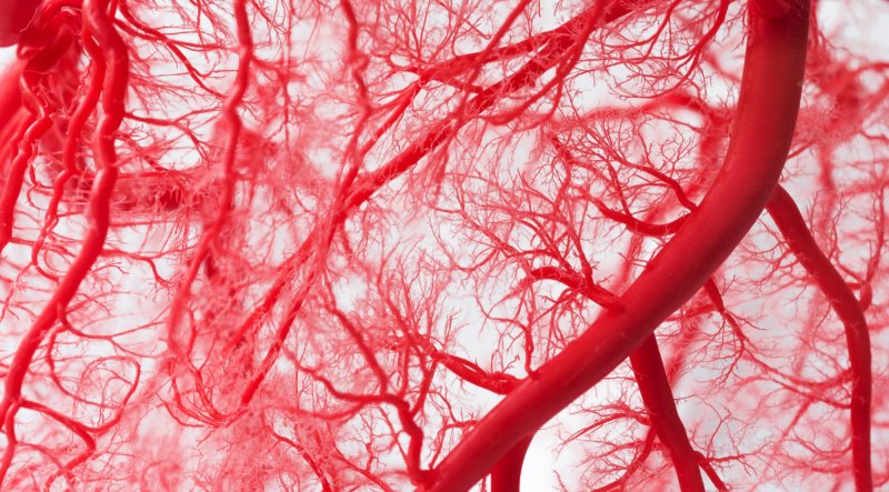 Сосуды кровеносной системы