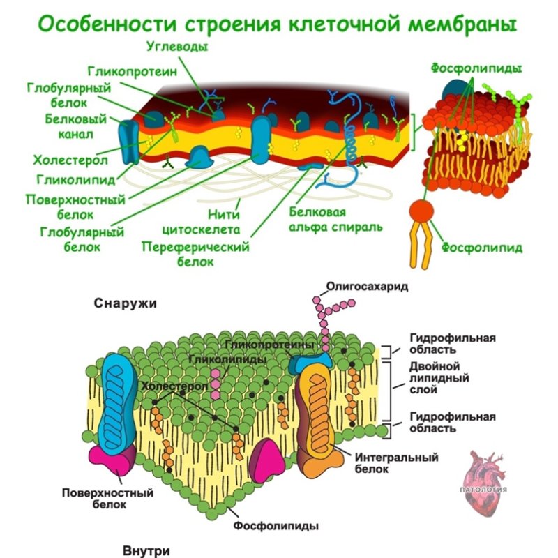Клеточная оболочка