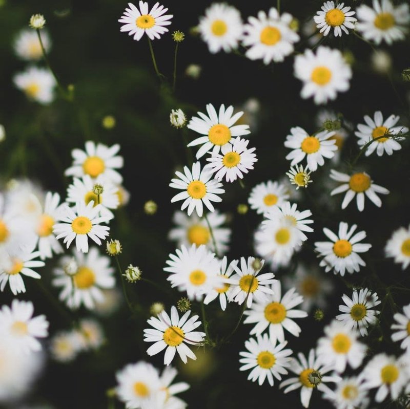 Фон ромашки