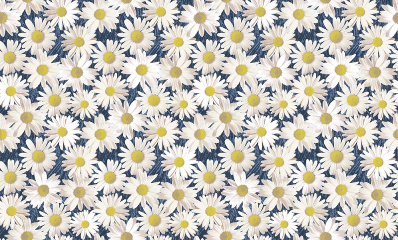 Обои с ромашками для стен