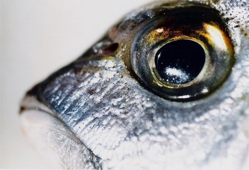 Глаз рыбы