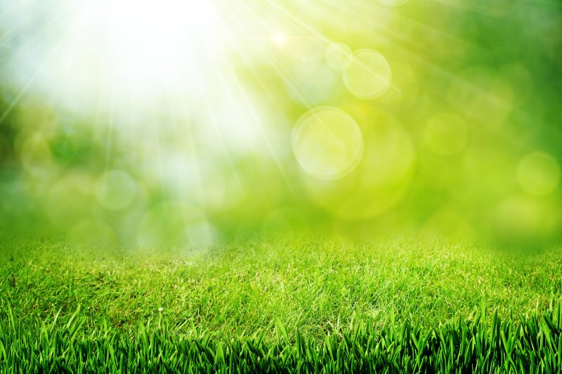 Фон травка