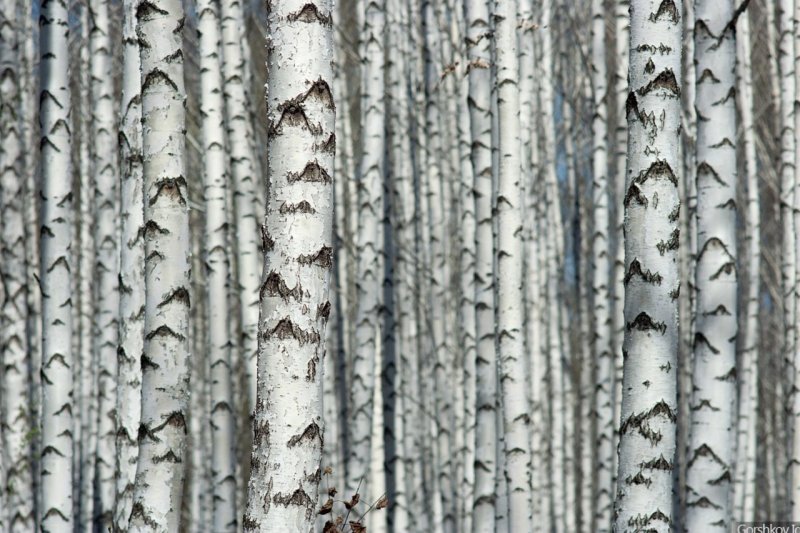 Березовый ствол