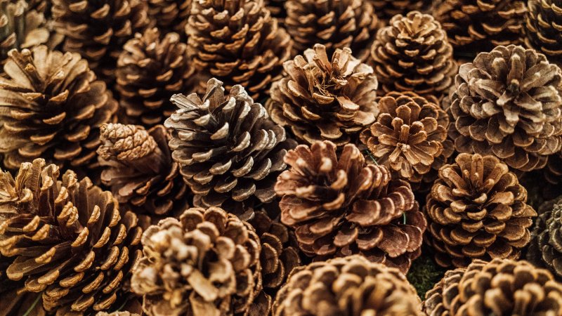 Коричневая шишка