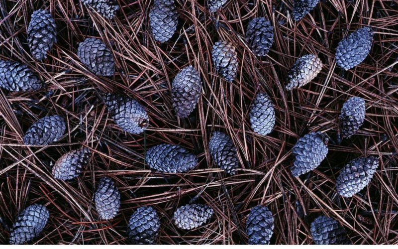 Текстура шишки