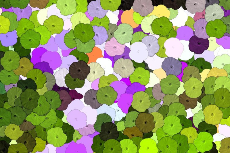 Текстура цветы